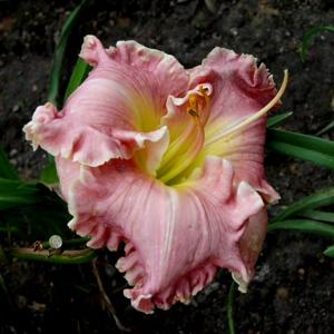 Ruffled Masterwork (Stamile, 2003)